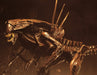 Buy Alien Queen Ultra Deluxe Boxed Figure - Alien: Resurrection - NECA Collectibles from Costume Super Centre AU