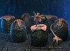 Buy Carton of 6 Alien Eggs Accessory Pack 40th Anniversary - Aliens - NECA Collectibles from Costume Super Centre AU