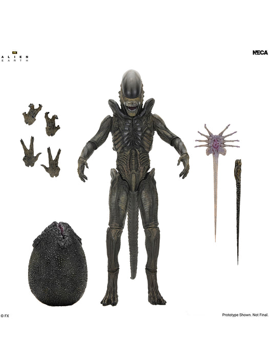 Ultimate Xenomorph - 7" Scale Action Figure - Alien Earth - NECA Collectibles