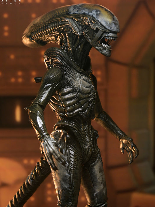 Ultimate Wendy's Xenomorph - 7" Scale Action Figure - Alien Earth - NECA Collectibles
