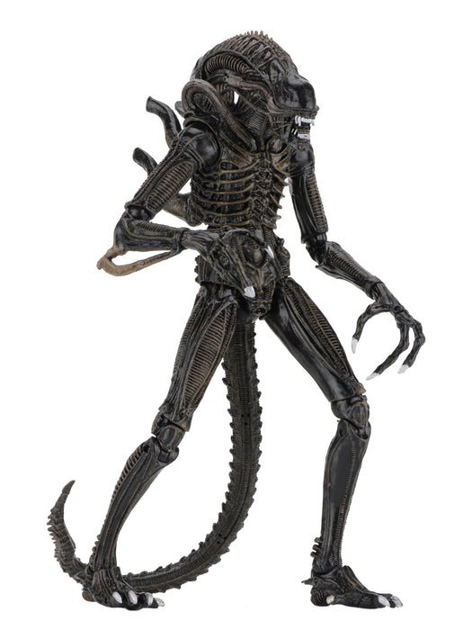 Buy Ultimate Alien Warrior Brown (1986) - 7" Scale Action Figure - Aliens - NECA Collectibles from Costume Super Centre AU