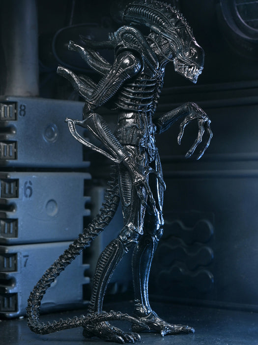 Buy Ultimate Warrior Xenomorph (Black) 40th Anniversary - 7" Scale Action Figure - Aliens - NECA Collectibles from Costume Super Centre AU
