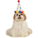 Buy Paw Print Boy Pet Birthday Hat from Costume Super Centre AU