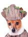 Buy Walking Groot Deluxe Pet Costume - Marvel Guardians Of The Galaxy from Costume Super Centre AU